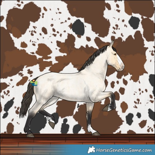 Horse Color:Buckskin Roan Dun Splash 