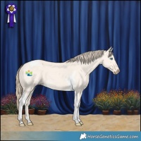 Horse Color:Perlino Dun Tobiano