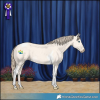 Horse Color:Perlino Dun Tobiano