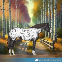 Horse Color:Smoky Black Appaloosa 