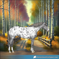 Horse Color:Smoky Black Near Leopard 