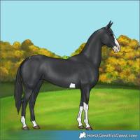 Horse Color:Black Splash Tobiano