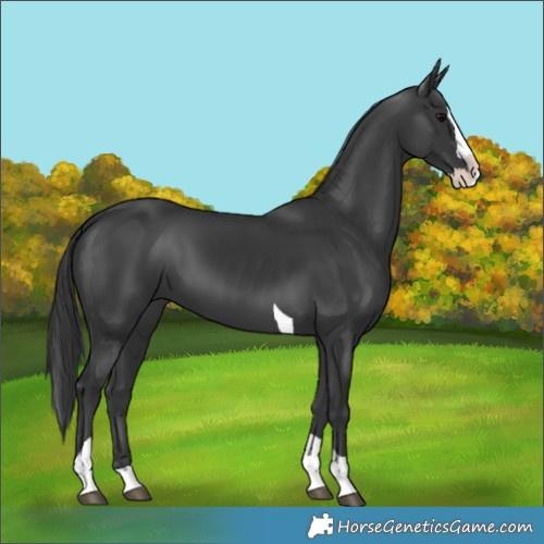 Horse Color:Black Splash Tobiano 