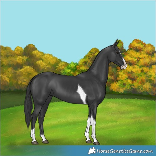 Horse Color:Black Splash Tobiano