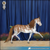 Horse Color:Gray White Spotted Chestnut