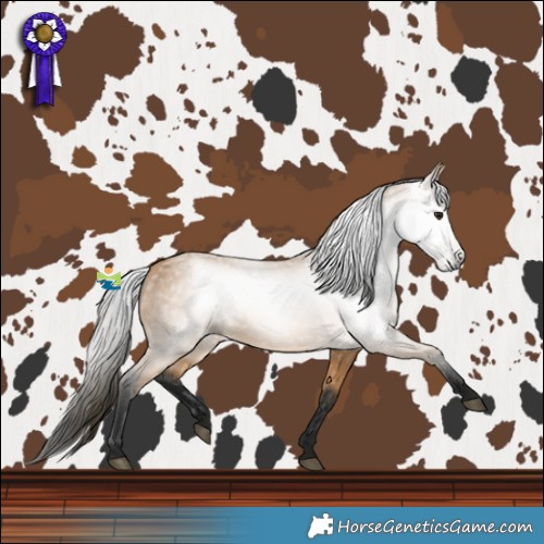 Horse Color:Gray Buckskin 