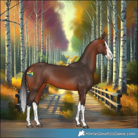 Horse Color:Bay Splash 