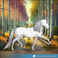 Horse Color:Gray White Spotted Black Tobiano 