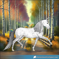 Horse Color:Gray White Spotted Black Tobiano