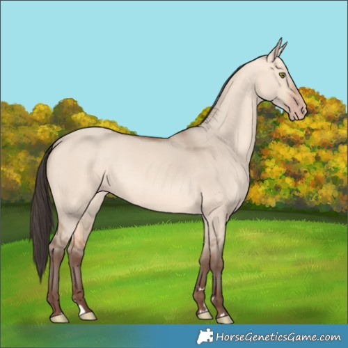 Horse Color:Amber Champagne Dun