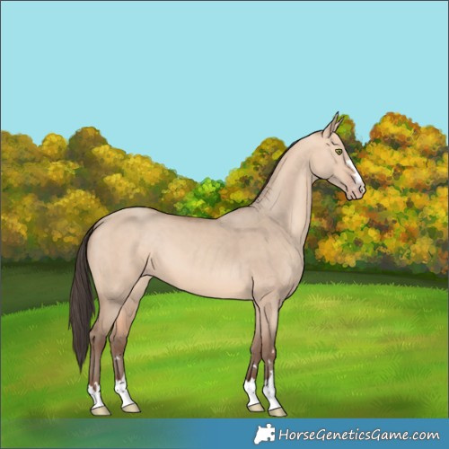 Horse Color:Amber Champagne Dun