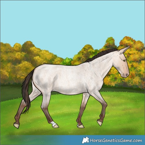 Horse Color:Amber Champagne Roan Dun