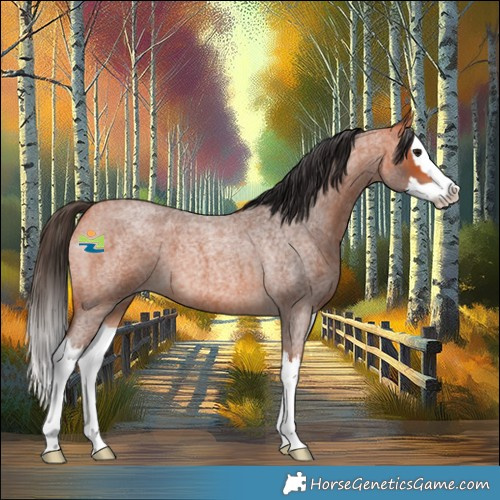 Horse Color:Bay Roan Splash