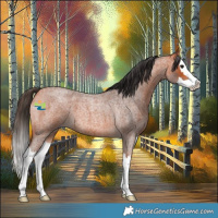 Horse Color:Bay Roan Splash 