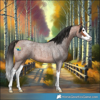 Horse Color:Bay Roan Splash 