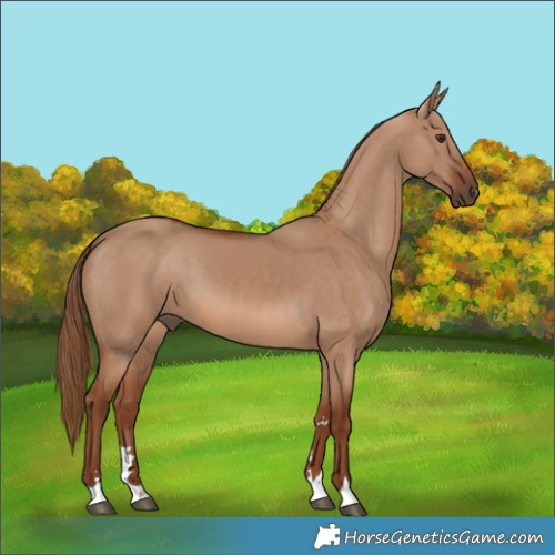 Horse Color:Red Dun