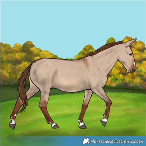 Horse Color:Red Dun