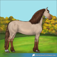 Horse Color:Red Dun 