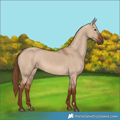 Horse Color:Red Dun