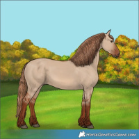 Horse Color:Red Dun
