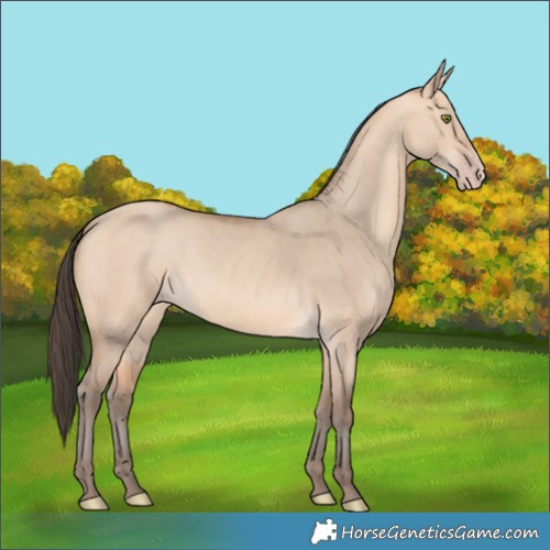Horse Color:Amber Champagne Dun