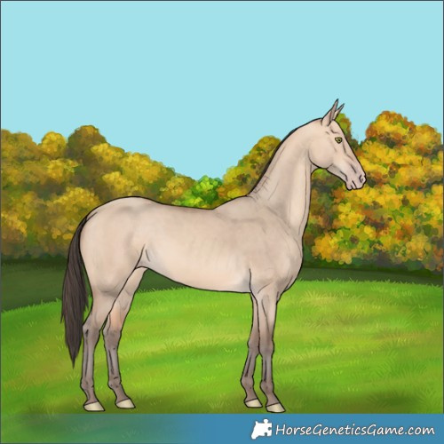 Horse Color:Amber Champagne Dun