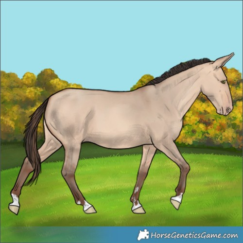 Horse Color:Amber Champagne Dun