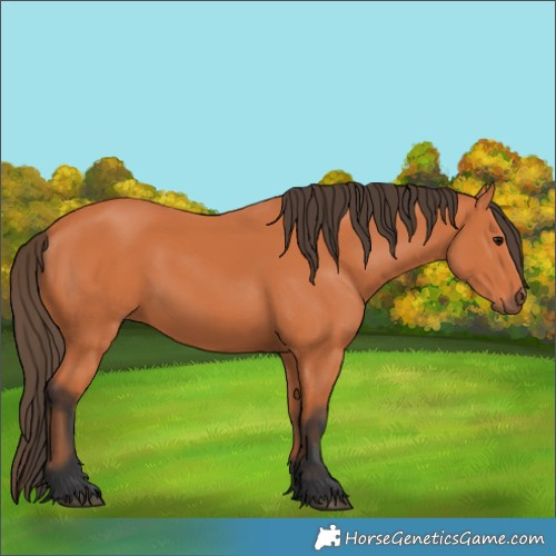 Horse Color:Unknown 
