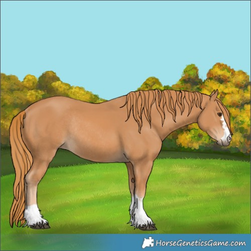 Horse Color:Unknown 