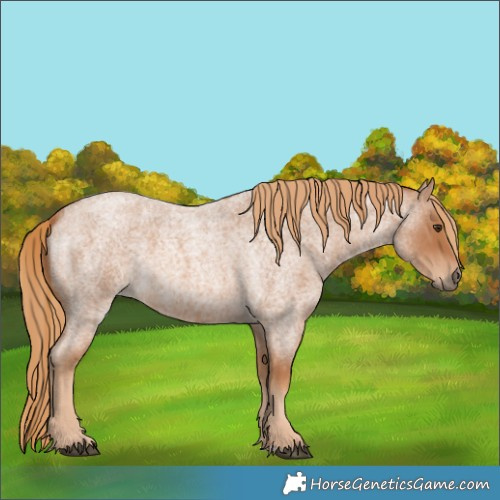 Horse Color:Unknown 