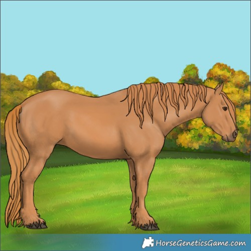 Horse Color:Unknown 
