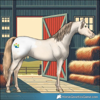Horse Color:Gold Champagne Dun Appaloosa 