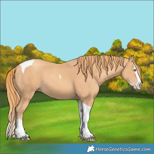 Horse Color:Unknown 
