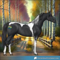 Horse Color:Black Tobiano Rabicano