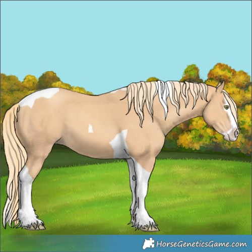 Horse Color:Unknown 