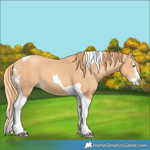 Horse Color:Unknown 
