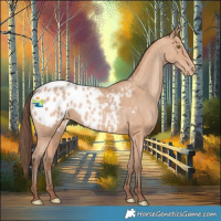 Horse Color:Amber Champagne Appaloosa Rabicano 