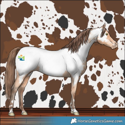 Horse Color:Amber Champagne Near Fewspot 