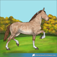 Horse Color:Red Dun  and Red Dun Tobiano 