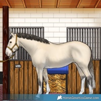 Horse Color:Buckskin Dun Splash 