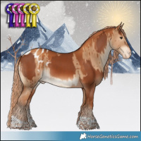 Horse Color:Chestnut and Gray Gold Champagne Dun Tobiano Appaloosa Brindle