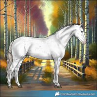 Horse Color:Liver Chestnut Sabino Splash Appaloosa 