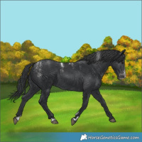 Horse Color:Powder White Black Appaloosa 