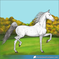 Horse Color:Liver Chestnut Sabino Splash Snowcap 