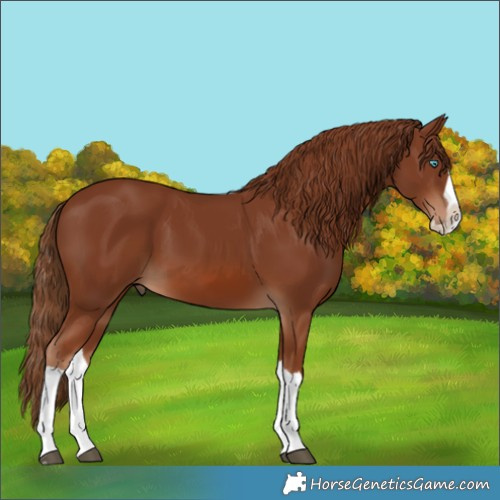 Horse Color:Chestnut Splash 