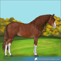 Horse Color:Chestnut Splash