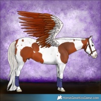 Horse Color:Silver Brown Splash Tobiano 