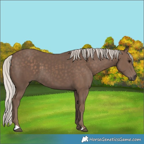 Horse Color:Silver Black
