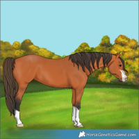 Horse Color:Bay 