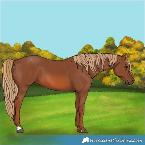 Horse Color:Chestnut 